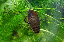 Female Great diving beetle (Dytiscus circumflexus), resting on Hornwort, UK, captive.