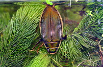 Female Great diving beetle (Dytiscus circumflexus) at surface to breath, UK, captive.