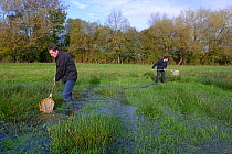 Freshwater ecologists dip netting a pond, Bishon Meadow SSSI, November 2013, Herefordshire, England.