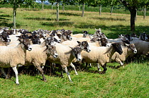 Flock of Welsh Mule ewes, crossbred sheep from  Bluefaced Leicester and Welsh mountain sheep, in a cider orchard, Herefordshire, England, UK, August 2013.
