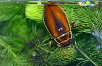 Male Great Diving Beetle (Dytiscus marginalis) taking in air, captive, Essex, England.