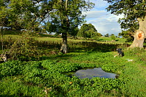 Man pond dipping at pond with large amount of Watercress (Rorippa nasturtium-aquaticum) Weir Garden, Herefordshire, UK, October 2010.