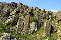 Dolerite slabs at Foel Drygarn, a source for the blue stones at Stonehenge, Preseli Hills, Pembrokeshire, Wales, UK, August.