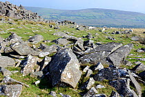Shattered dolerite rock on Carn Menyr, a source for the blue stones at Stonehenge, Preseli Hills, Pembrokeshire, Wales, UK, August.