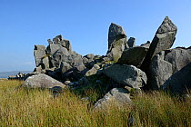Shattered dolerite rock on Carn Menyr, a source for the blue stones at Stonehenge, Preseli Hills, Pembrokeshire, Wales, UK, August.