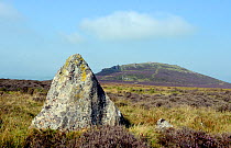 Neolithic standing stone amongst heather moorland at Maenllwynd y Rhos, Foel Drygarn, Presili Hills, Wales, UK, August 2013.
