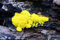 Sulphur-yellow slime mould (Fuligo septica), on dead wood, Llanerchaeron National Trust,  Ceredigion, Wales, UK, August.