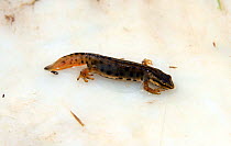 Male Smooth Newt (Lissoriton vulgaris) in the process of regenerating its tail, caught in Herefordshire pond, England, UK, November.