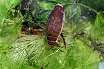 Female Great diving beetle (Dytiscus circumflexus), resting on Hornwort, captive, UK.