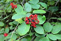 Wayfaring berries (Viburnum lantana) Staffordshire, England, UK, September.
