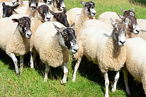 Running flock of Welsh Mule ewes, crossbred from Bluefaced Leicester and  Welsh Mountain sheep, Herefordshire, England, UK, August.