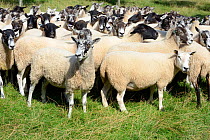 Flock of Welsh Mule ewes, crossbred from Bluefaced Leicester and  Welsh Mountain sheep, Herefordshire, England, UK, August.