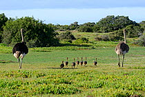 Ostrich (Struthio camelus) male, female and young. deHoop Nature Reserve, Western Cape, South Africa.