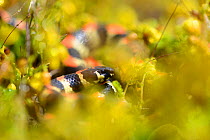 Spotted harlequin Snake (Homoroselaps lacteus) adult on surface in fynbos after rain. deHoop Nature Reserve, Western Cape, South Africa.