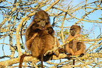 Chacma baboon (Papio ursinus) female grooming baby with young male, in sleeping tree. deHoop Vlei, Western Cape, South Africa.