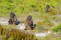 Chacma Baboon (Papio ursinus) related females with their infants relaxing. deHoop Vlei, Western Cape, South Africa.
