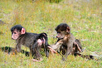 Chacma baboon (Papio hamadryas ursinus) twins playing. DeHoop Nature Reserve, Western Cape, South Africa.