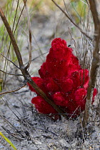 Scarlet Broomrape (Hyobanche sanguinea) in flower, Dehoop Nature Reserve, Western Cape, South Africa.