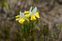 Wiry Clockflower (Moraea gawleri) deHoop Nature Reserve. Western Cape, South Africa.