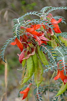 Kankerbos (Lessertia frutescens) flower, deHoop Nature Reserve, Western Cape, South Africa.