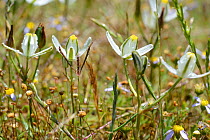 Slime lily (Albuca sp) flower. deHoop Nature Reserve, Western Cape, South Africa.