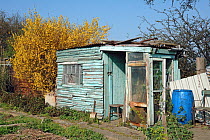 Allotment shed made from recycled materials, with a Forsythia shrub to the left, Manor Garden Allotments, Lea Valley, London Borough of Hackney, UK. These allotments were destroyed to make way for the...