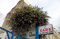 Buddleia (Buddleja davidii) growing from an urban wall in Holloway with a sign saying Z Cars below, London Borough of Islington, England, UK, July 2009.