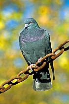 Feral pigeon (Columba livia) on chain link fence, Central London, England, UK, November.