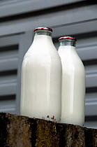 Two fullglass milk bottles with red tops standing on wall