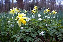 Wild Daffodils (Narcissus pseudonarcissus) growing in ancient woodland, Lesnes Abbey Wood, London Borough of Bexley, England, UK, March.