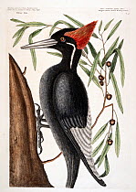 Hand coloured etching plate (Plate 16) of Ivory-billed woodpecker (Campephilus principalis)  The Natural History of Carolina, Florida and the Bahama islands (1731-43) Vol. 1 by Mark Catesby. Criticall...