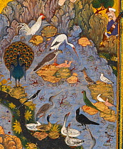 The Conference of the Birds byHabiballah. Detail from page of a manuscript of the Mantiq al-Tayr (The Language of the Birds) by Farid al-Din Attar, circa 1600,  Safavid, Isfahan, Iran.