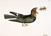 Hand coloured etching plate of Nightjar / Goat sucker (Caprimulgus) feeding on Mole Cricket (Gryllotalpidae) from The Natural History of Carolina, Florida and the Bahama islands (1731-43) Vol. 1 by Ma...