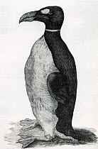 Illustration of Great Auk (Pinguinus impennis) by Ole Worm of his pet from the Faroe Islands. The only known illustration of a Great Auk drawn from life. From Ole Worms book Museum Wormianum, 1655.