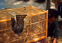 Sparrowhawk for sale in Beijing bird market. Bird still alive but wings broken. Sparrowhawk on sale as a food delicacy. China April 1992.