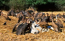 Indian White-rumped Vulture (Gyps bengalensis) and Slender-billed Vulture (Gyps tenuirostris) feeding on cow carcass at Bharatpur India,  January 1990 - before the Indian Vulture conservation crisis c...
