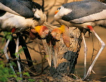Greater Adjutant Storks (Leptoptilos dubius) pair displaying at nest, India.