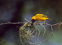 Southern Masked Weaver (Ploceus velatus) weaving nest, Namibia.