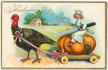 Thanksgiving postcard depicting a Turkey (Meleagris gallopavo) pulling pumpkin, from the USA from the 1900's.