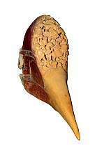 Carved ivory of a Helmeted Hornbill (Rhinoplax vigil).