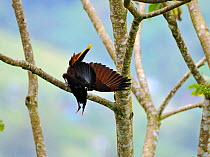 Montezuma Oropendola (Psarocolius montezuma) displaying in Cecropia tree, Costa Rica.