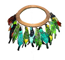 Cane headdress of Tanagers (Thraupidae) and Honeycreepers  (Cyanerpes) worn by the Jivaro of Northern Peru and eastern Ecuador.