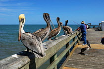 Brown Pelican (Pelecanus occidentalis) on pier with fishermen, Florida, USA, March.