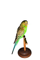 Sparkie the Budgerigar (Melopsittacus undulatus) 1954-62 winner of the 1958 BBC caged bird contest and famed for its mimicry ability - being able to recite ten nursery rhymes, 383 sentences and 531 wo...