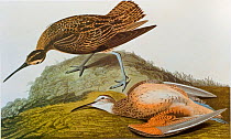 Eskimo Curlew (Numenius borealis) drawing by James Audubon for Birds of America. Critically endangered species.