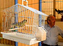 Greenfinch (Carduelis chloris) singing in cage, Malta, March 2012.