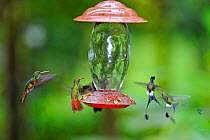 Rufous-tailed Hummingbird (Amazilia tzacatl) and Booted racket-tails (Ocreatus underwoodii) around feeder, Ecuador.
