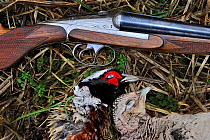 Dead Common pheasant (Phasianus colchicus) and shotgun Norfolk, England, UK, January.