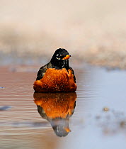 American robin  (Turdus migratorius) male bathing in puddle, Nebraska, USA, April.