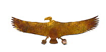Sheet gold vulture that would have been wrapped around body before mummification, From the tomb of the three minor wives of Thutmose III in the Wady Babbanet El-Qurud, Thebes Egypt.  From 18th Dynasty...